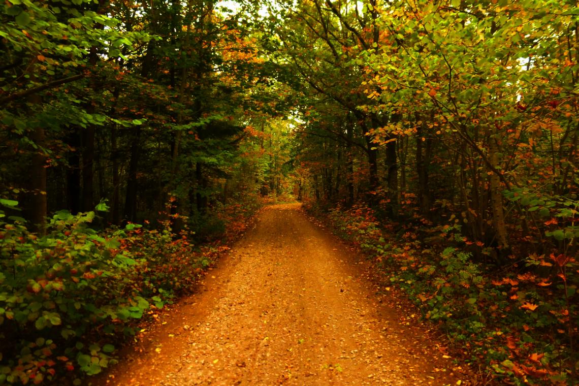 Estonia: Autumn Morning Road! Photo: ERR | Ann Novek( Luure)–With the ...